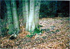 Waldbestattung